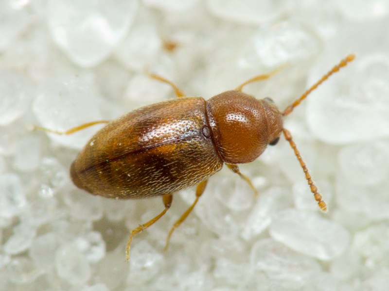 Cryptophagidae Kirby, 1837